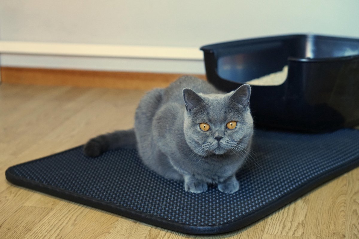 Miniatuur van productfoto 12 van Tastelio XXL Kattenbakmat - Honingraatstructuur - Grit Opvanger - Waterdicht - 75 x 55 cm - Zwart