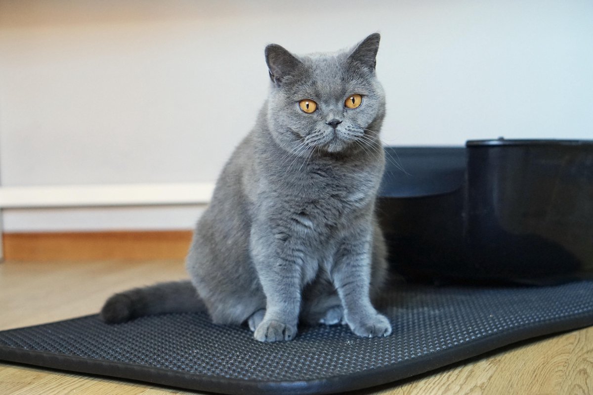 Miniatuur van productfoto 7 van Tastelio XXL Kattenbakmat - Honingraatstructuur - Grit Opvanger - Waterdicht - 75 x 55 cm - Zwart