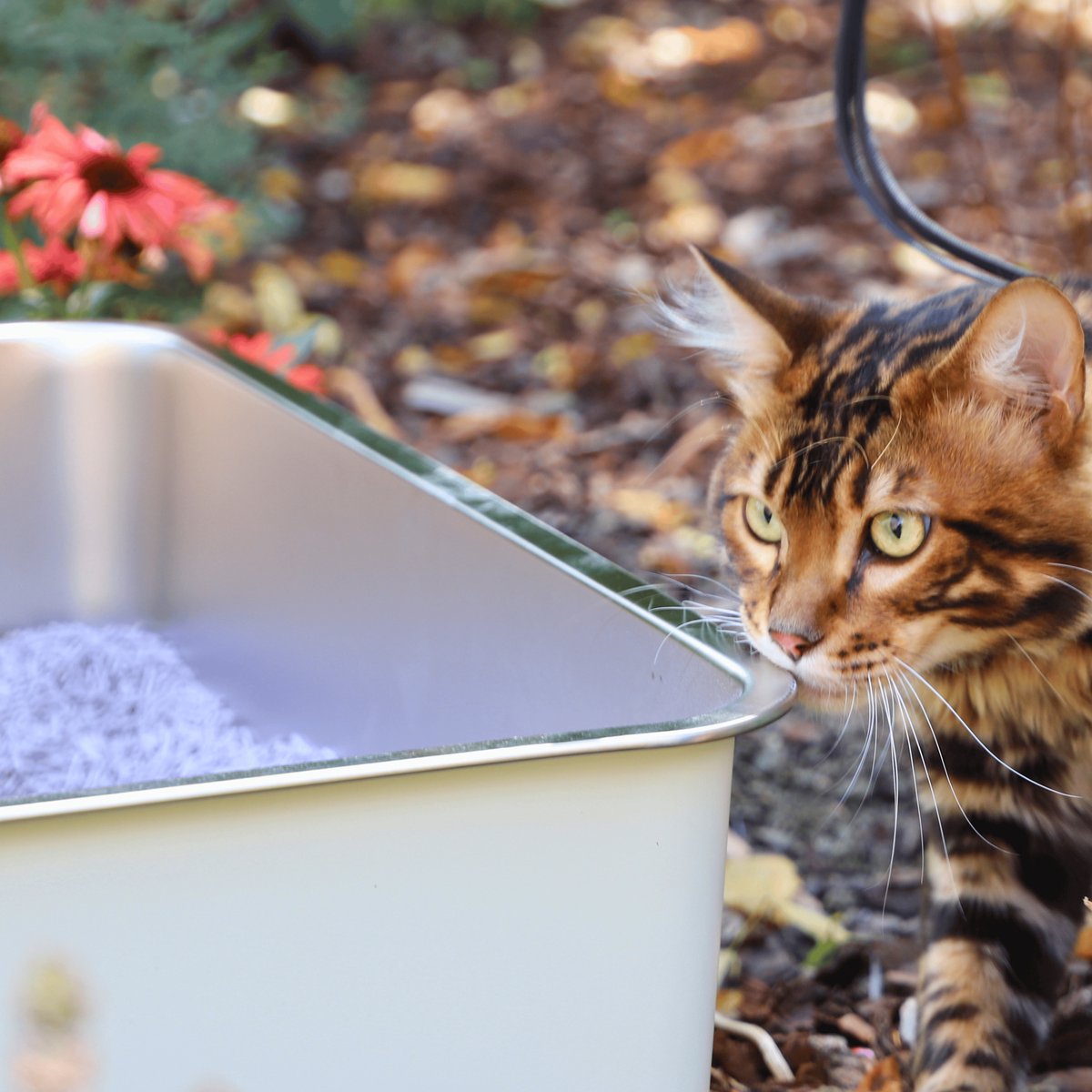 Miniatuur van productfoto 3 van Cat Litter Prince of Qatar® | RVS Kattenbak 60x40x20 cm | Stainless steel | Gebroken Wit Gecoat | Voor Grote en Kleine Katten | Hygiënisch en Duurzaam