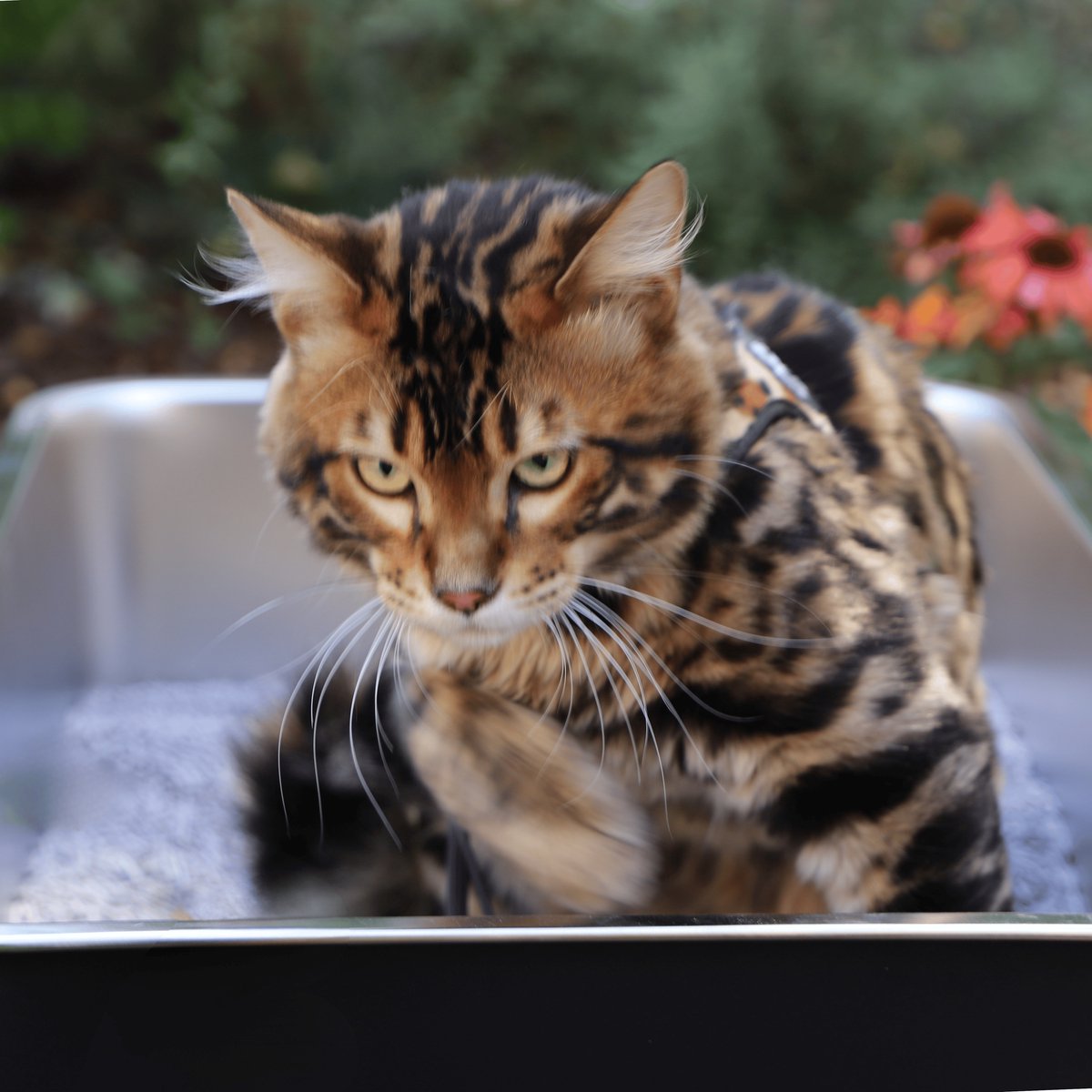 Miniatuur van productfoto 2 van Cat Litter Prince of Qatar® | RVS Kattenbak 60x40x20 cm | Stainless steel | Zwart Gecoat | Voor Grote en Kleine Katten | Hygiënisch en Duurzaam