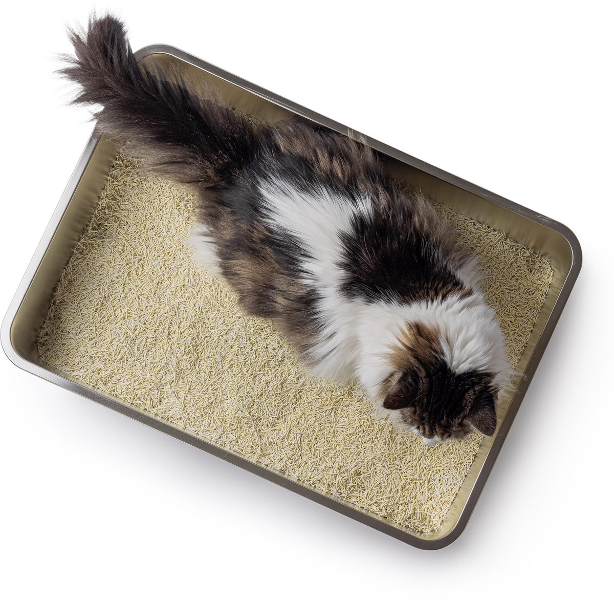 Miniatuur van productfoto 3 van Hoopo Pool - XXL Kattenbak - Kattenbak voor grote katten - RVS - 70x50x15cm